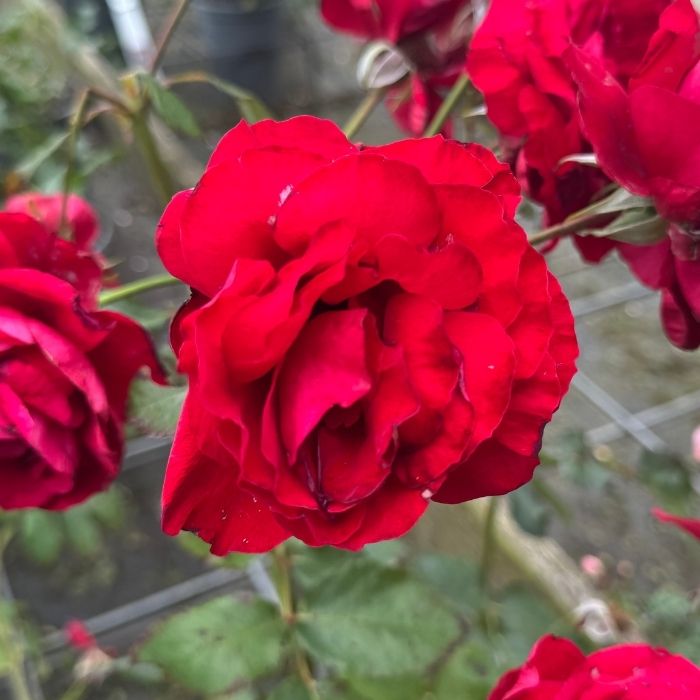 Rose, Rosa 'Look Good Feel Better' – Buketrose med mørkerøde blomster og dejlig duft