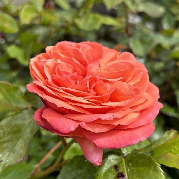Rose, Rosa 'Mary Ann' - storblomstrede rose