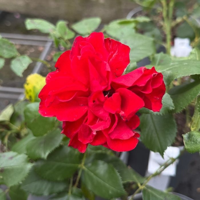 Rose, Rosa 'Molde Rosen' - buketrose