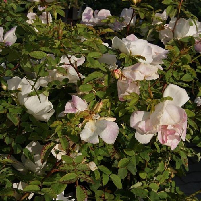 Rose, Rosa Moyesii 'Nevada' - Buskrose