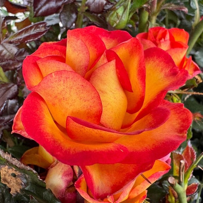 Rose, Rosa 'My story' - Buketrose