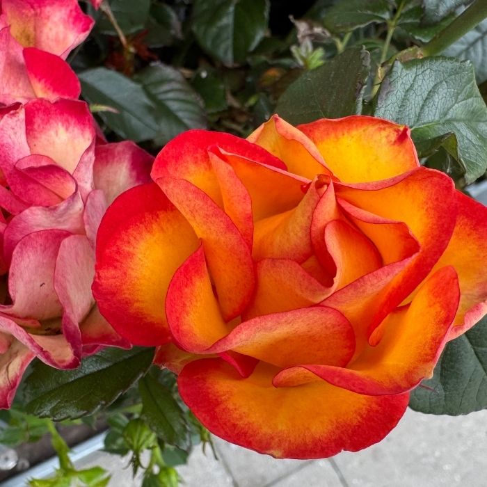 Rose, Rosa 'My story' - Buketrose