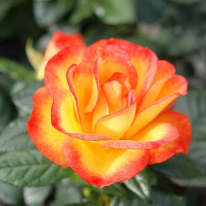 Rose, Rosa 'My story' - Buketrose