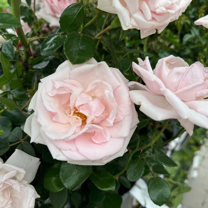 Rose, Rosa 'New Dawn' - slyngrose
Editor til formateret tekst
