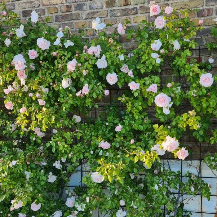 Rose, Rosa 'New Dawn' - slyngrose