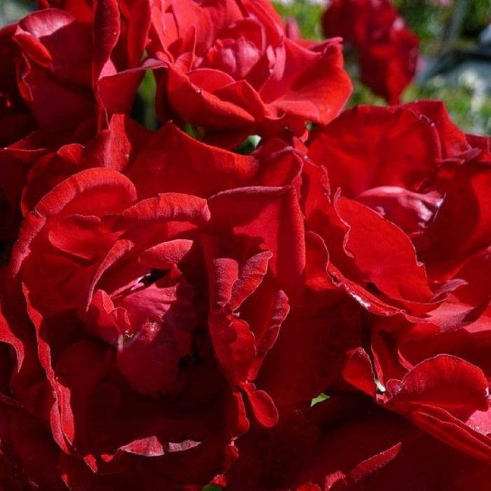 Rose, Rosa 'Nina Weibull' - buketrose