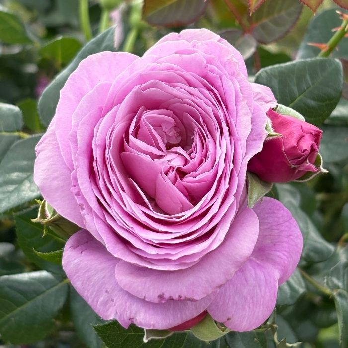 Rose, Rosa 'Our last summer' - Slyngrose