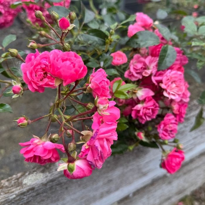 Rose, Rosa 'Pink Fairy' - Bunddækkende rose
