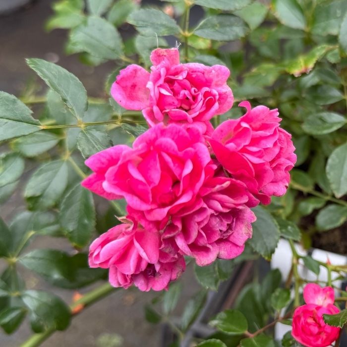 Rose, Rosa 'Pink Fairy' - Bunddækkende rose