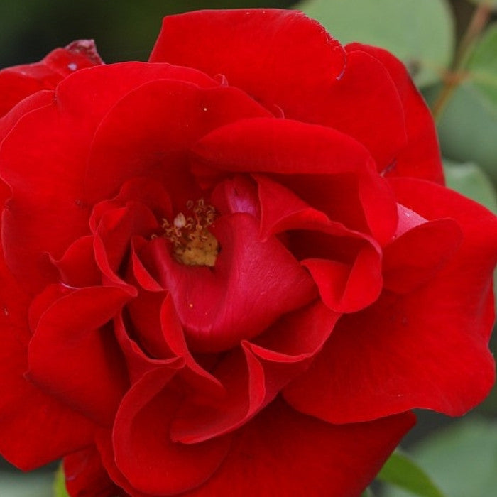 Rose, Rosa 'Santana' - Slyngrose