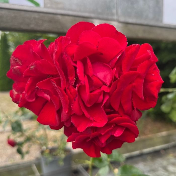 Rose, Rosa 'Santana' – Slyngrose med mørkerøde blomster