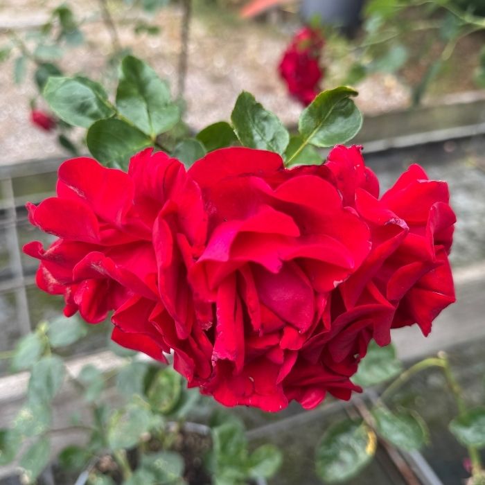Rose, Rosa 'Santana' – Slyngrose med mørkerøde blomster