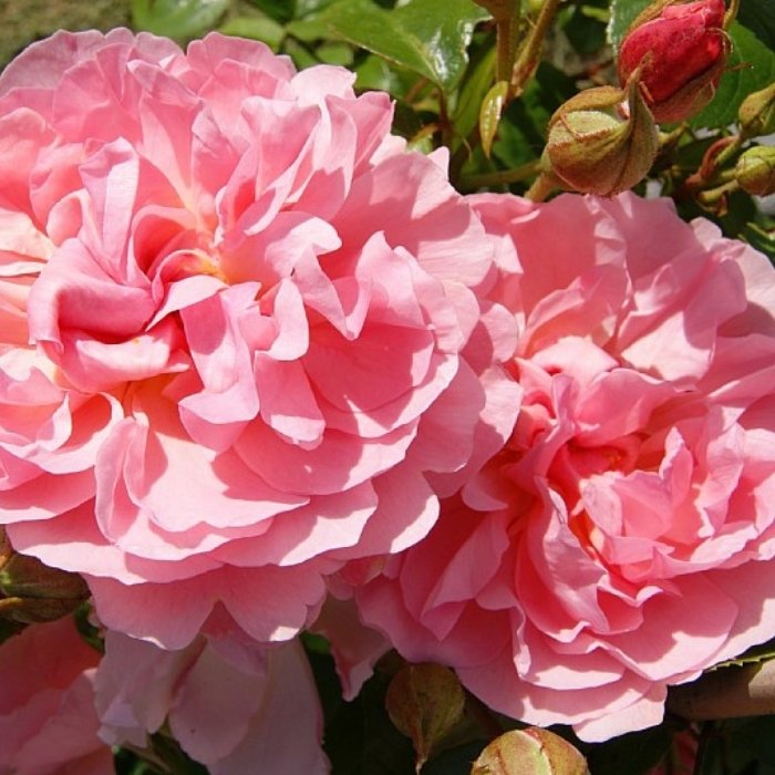 Rose, Rosa 'Strawberry Hill' - Engelsk rose