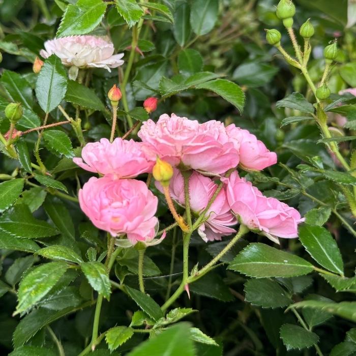 Rose, Rosa 'The Fairy' - Bunddækkende rose