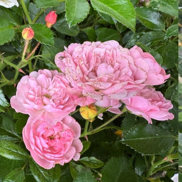 Rose, Rosa 'The Fairy' - Bunddækkende rose