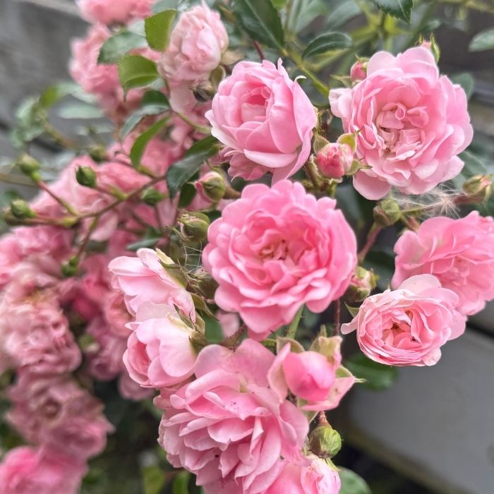 Rosa 'The Fairy' CO