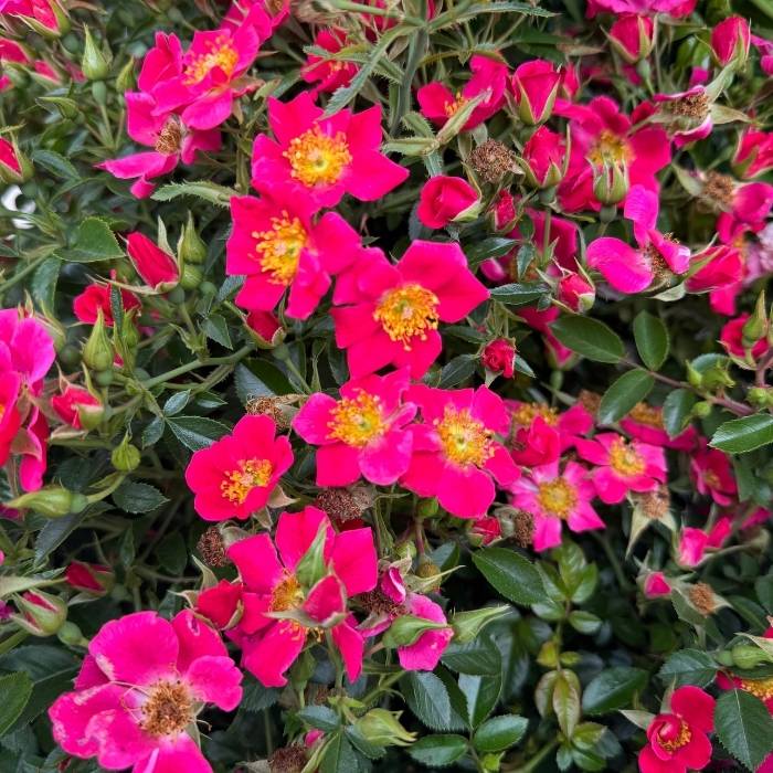 Rose, Rosa 'Tommelise' - bunddækkerose