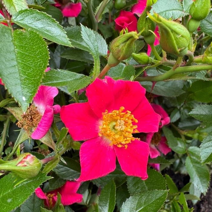 Rose, Rosa 'Tommelise' - bunddækkerose