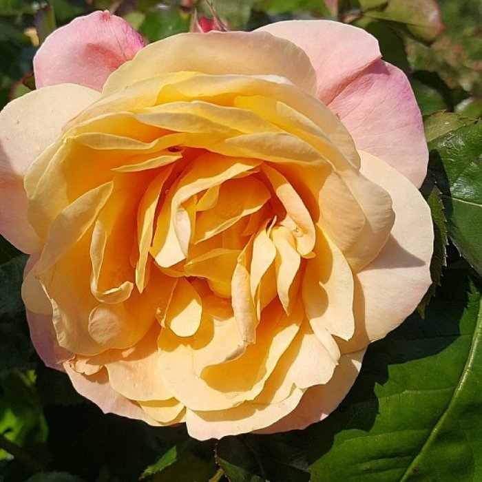 Rose, Rosa 'Trakai' - Bunddækkerose rose