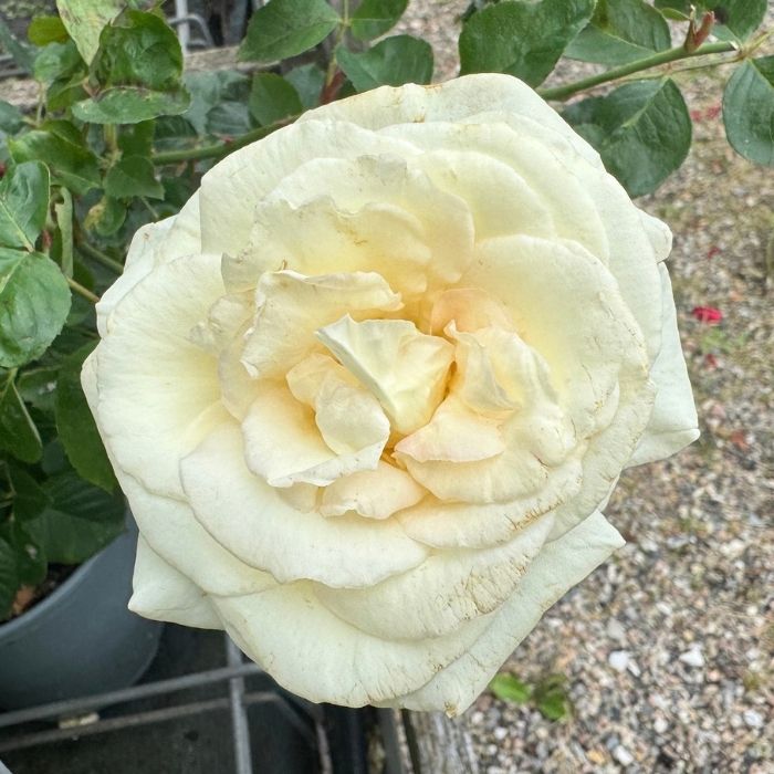 Rose, Rosa 'White Nights' - Slyngrose