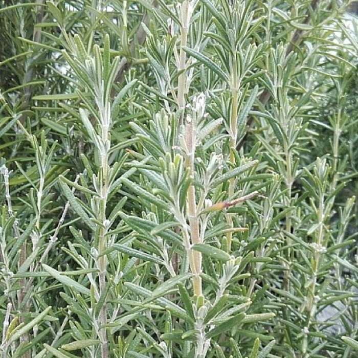 Rosmarin, Rosmarinus officinalis 'Blue Winter'