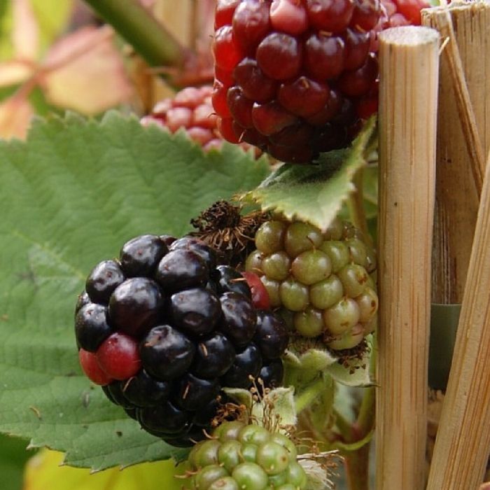 Brombær, Rubus fruticosus 'Black Satin' 