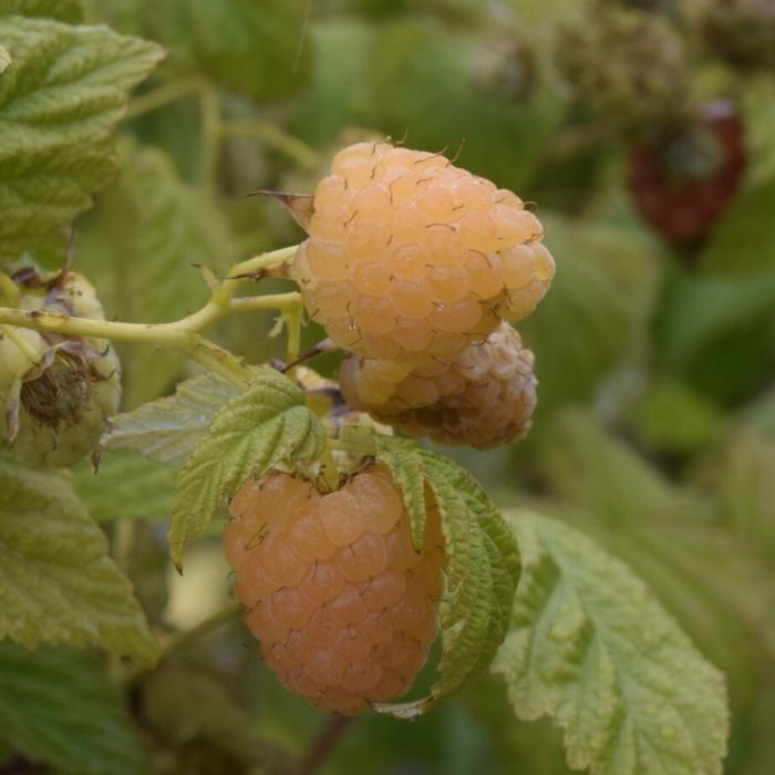 Hindbær Rubus idaeus 'Golden Everest' – Hindbærplante med store, gyldne bær
