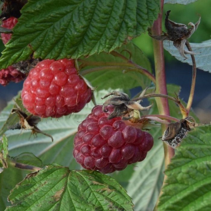 Tornfri efterårshindbær, Rubus idaeus 'Autumn Happy' 