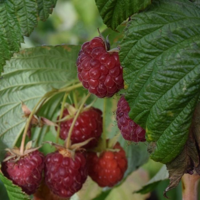 Tornfri efterårshindbær, Rubus idaeus 'Autumn Happy' 