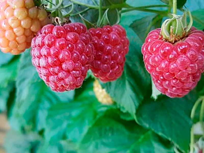Hindbærbusk, Rubus Idae 'Ruby Beauty'