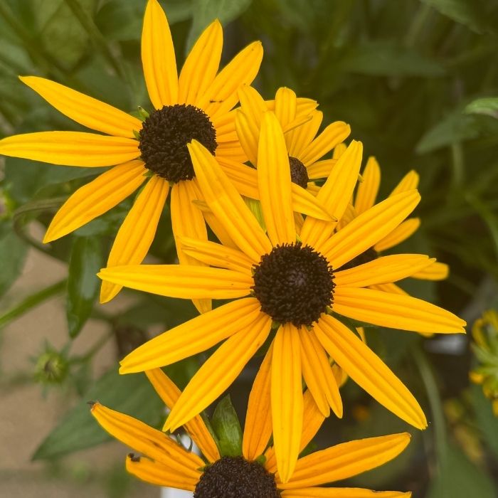Solhat, Rudbeckia ful. 'Little Goldstar' - 3l potte