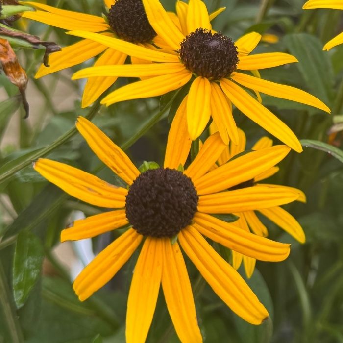 Solhat, Rudbeckia ful. 'Little Goldstar' - 3l potte