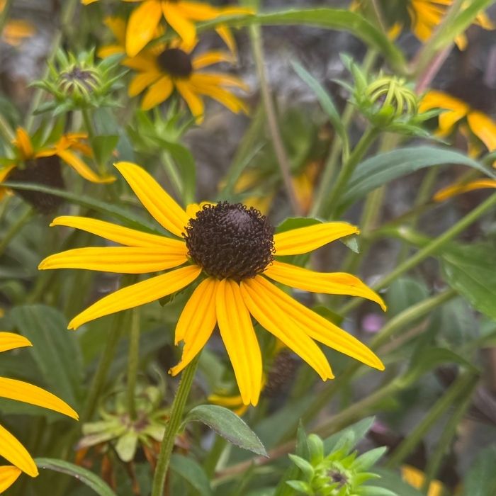 Solhat, Rudbeckia ful. 'Little Goldstar' - 3l potte