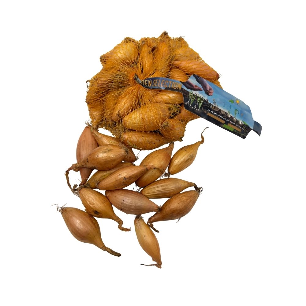 Sætteløg -  Birnformige, Bananløg - 250g