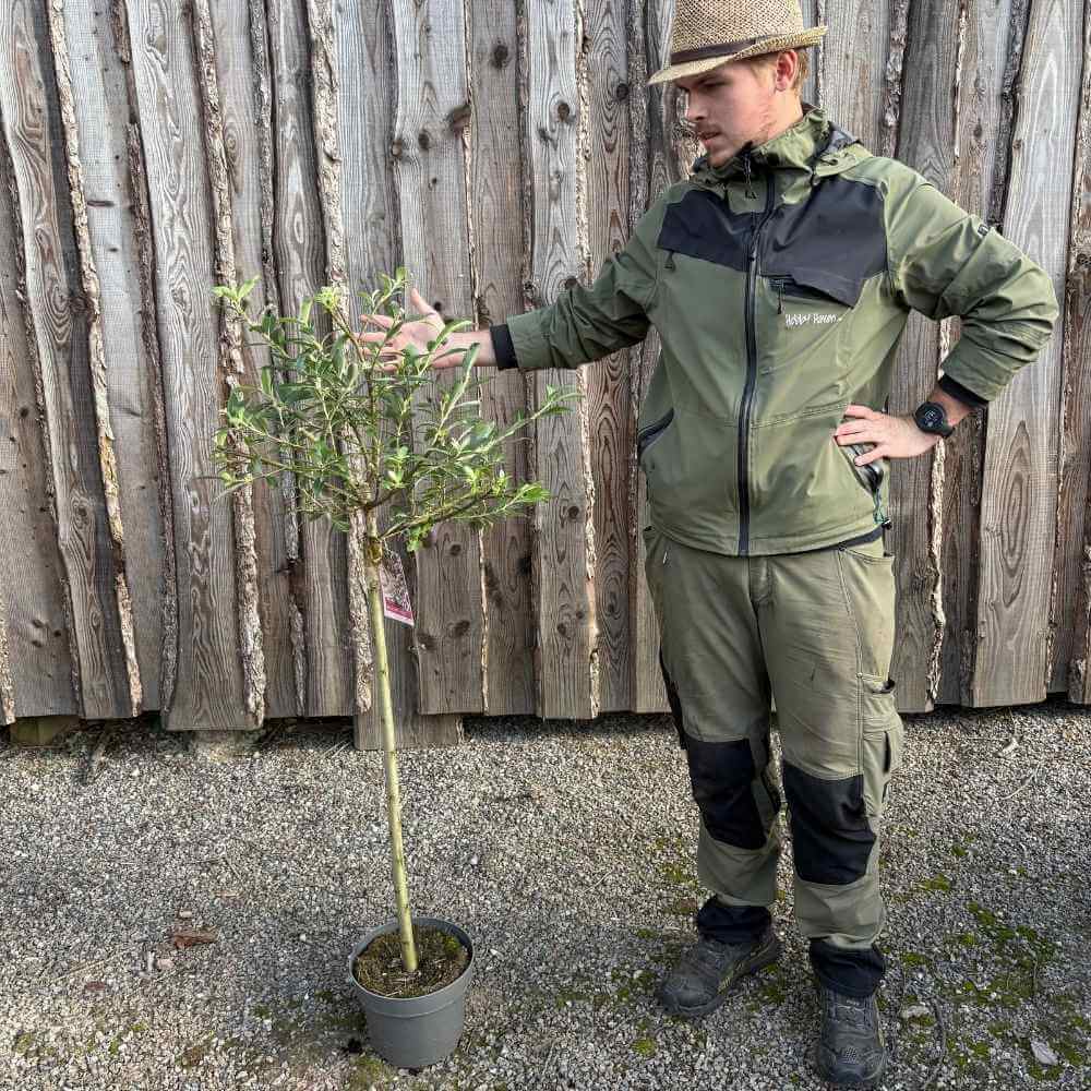 Pink Pil, Salix gracilistyla - Mt Aso - Højde 80cm stamme