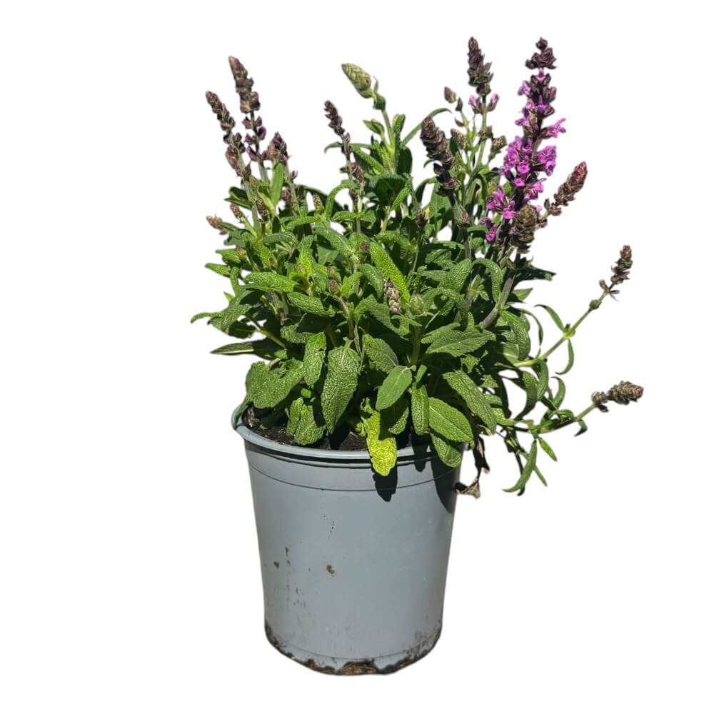 Staudesalvie, Salvia 'Merleau Rose' - 13 cm potte