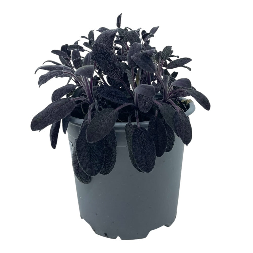 SALVIA COLOURED BUSH D14