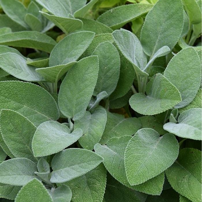 Bredbladet Salvie, Salvia Officinalis Berggarten