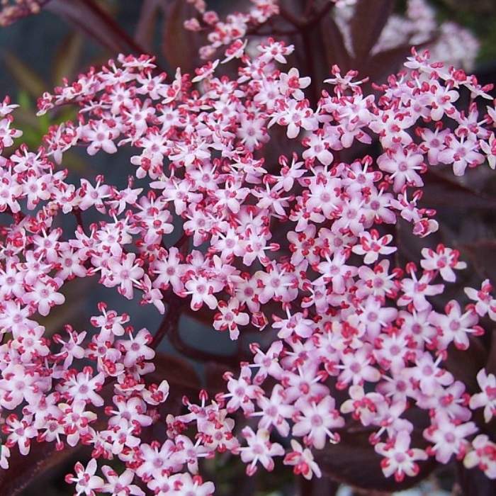 Rødbladet hyld, Sambucus nigra 'Black Lace' 