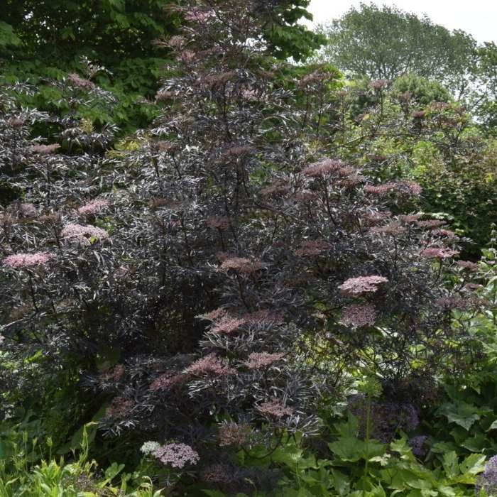 Rødbladet hyld, Sambucus nigra 'Black Lace' buske