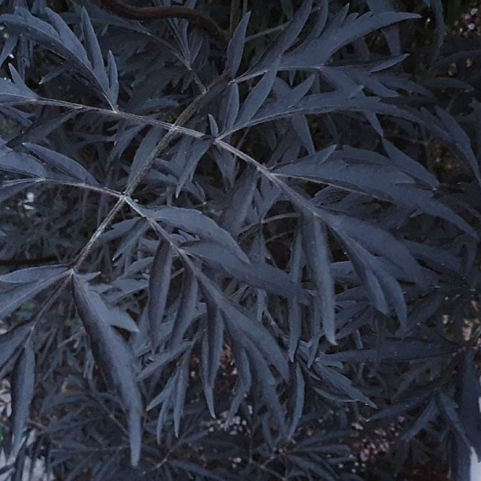 Rødbladet hyld, Sambucus nigra 'Black Lace' - 5l potte