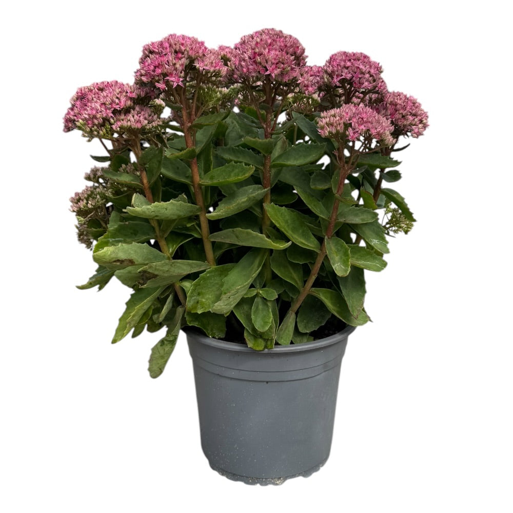 Sankthansurt, Sedum 'Carl' - 5 L potte