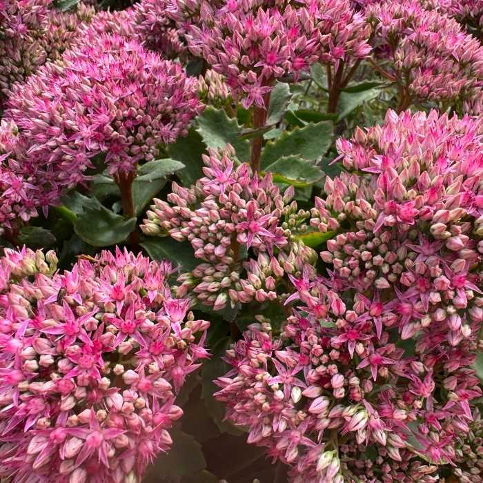 Sankthansurt, Sedum 'Carl'