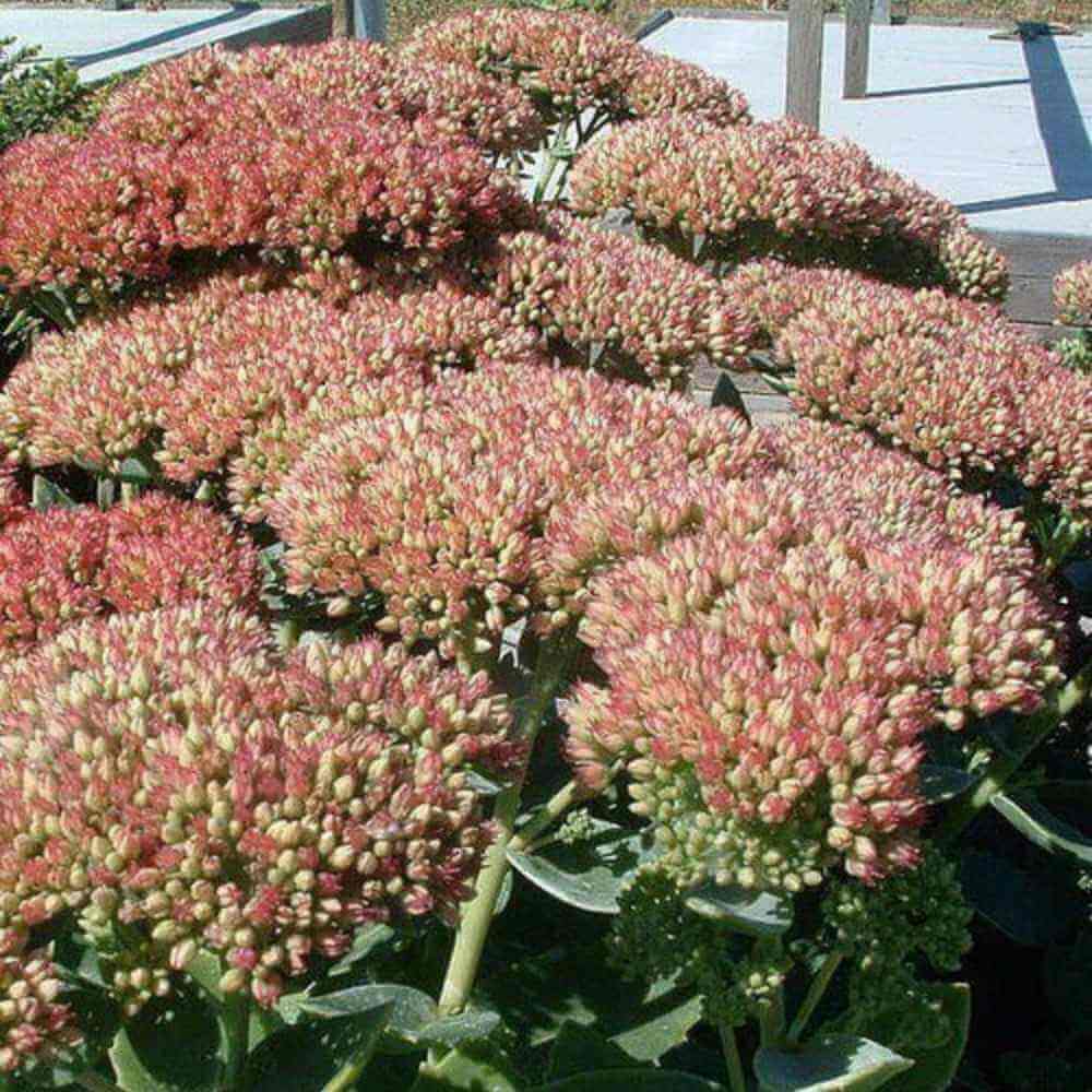 Sankthansurt, SEDUM hybrid 'Herbstfreude' i 1 L potte.