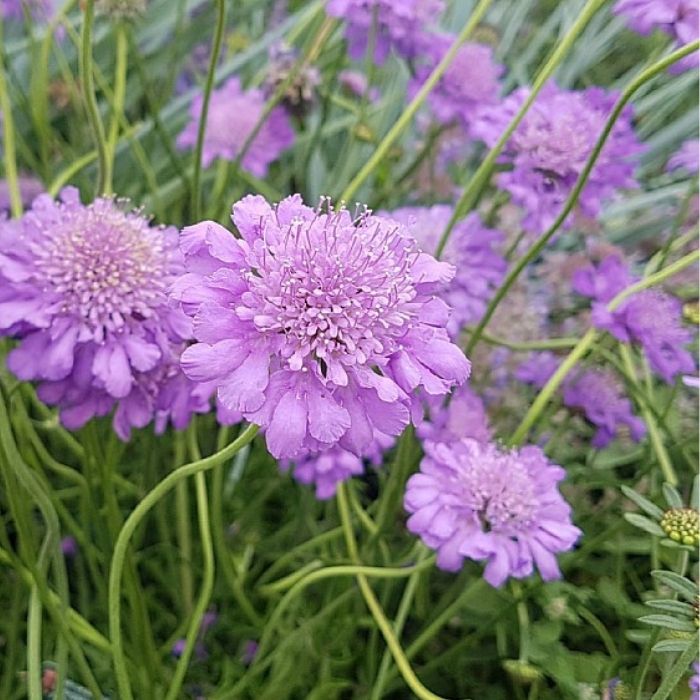 Duescabiosa, Scabiosa Columbaria ´Butterfly Blue´ 