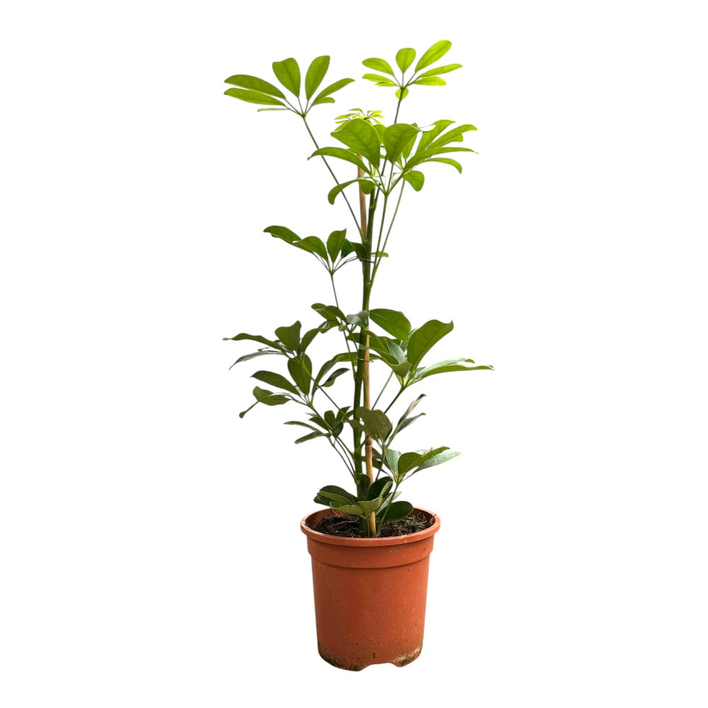 Paraplyplante, Schefflera Compacta 