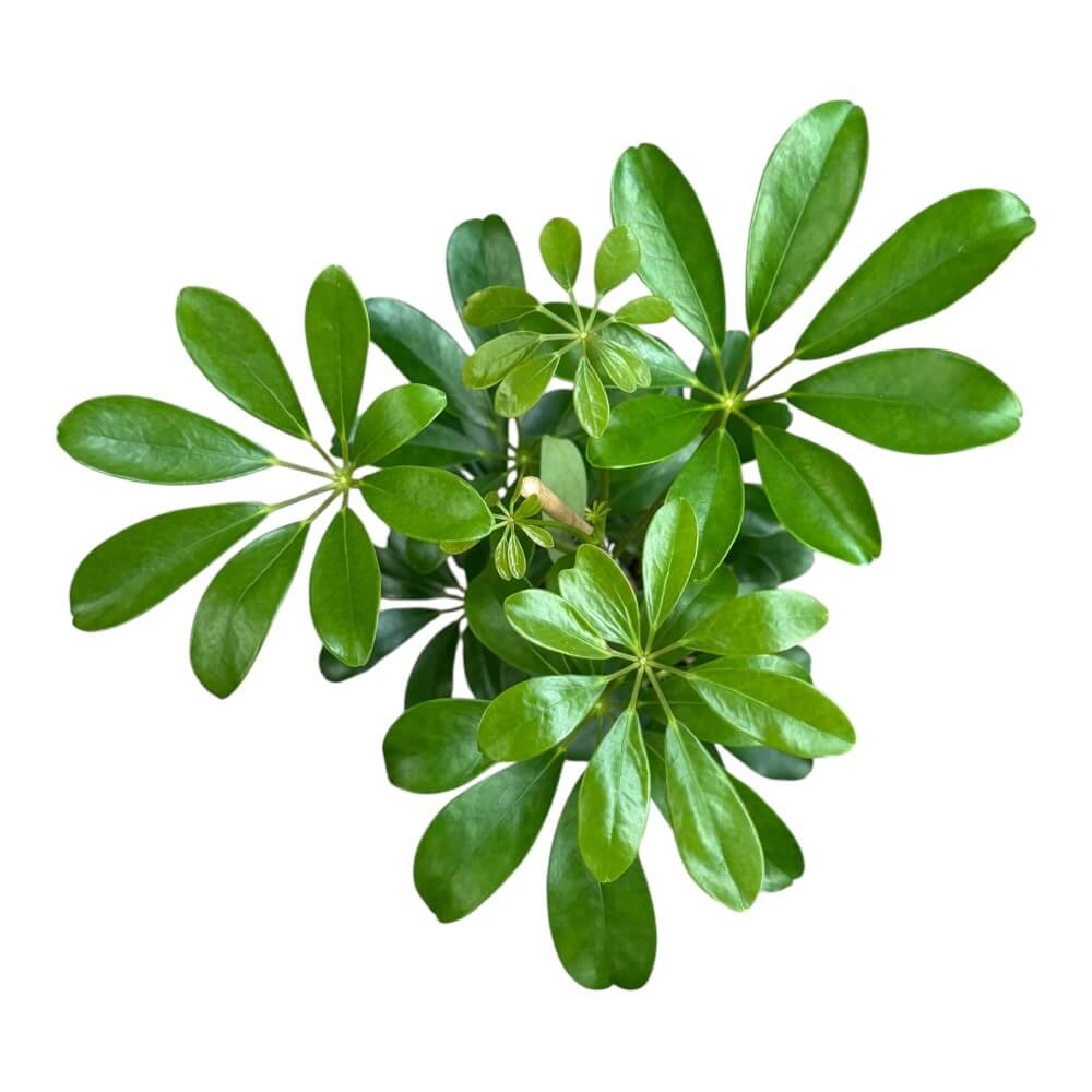 Paraplyplante, Schefflera Compacta 
