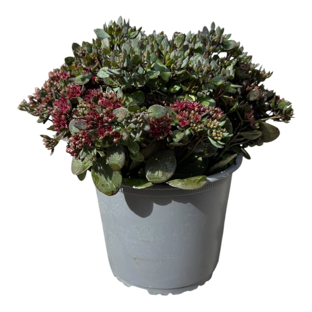 Sankthansurt, SEDUM 'SUPERSTAR' - 3l potte
