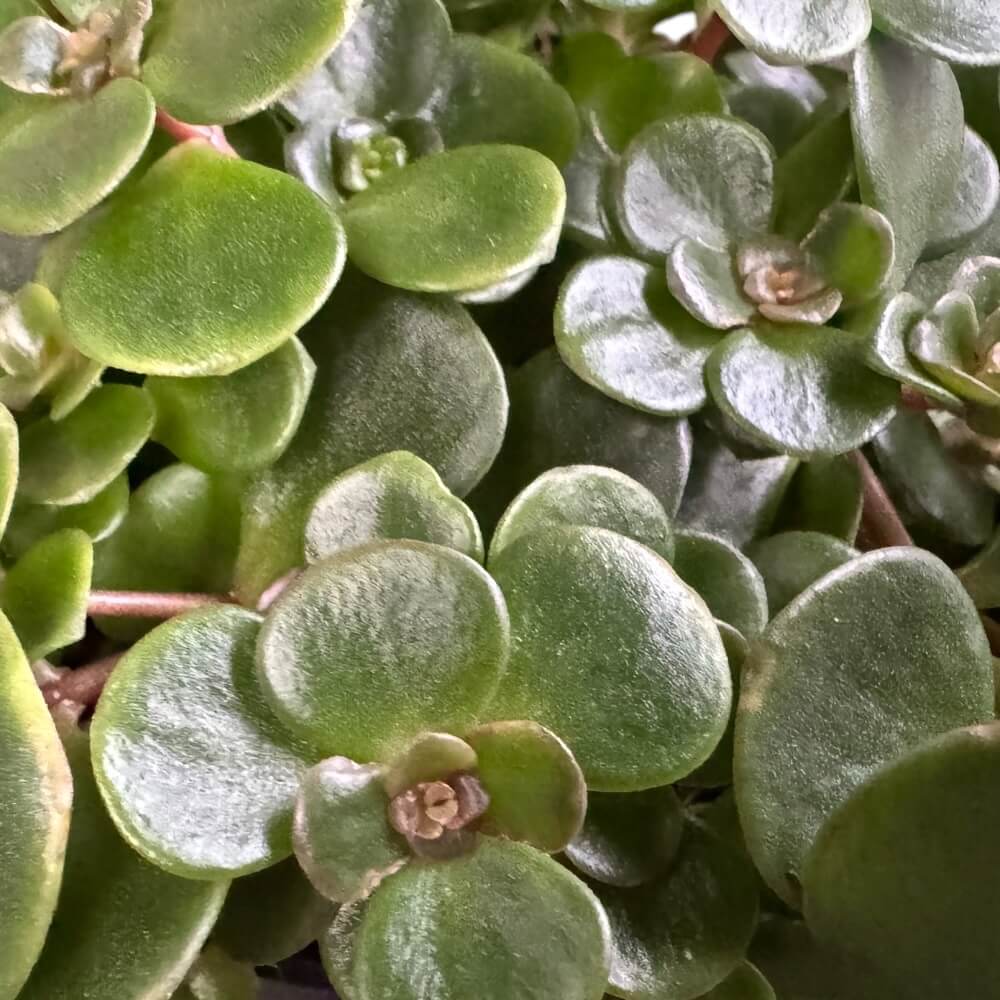 Japansk stenurt, Sedum Tornado