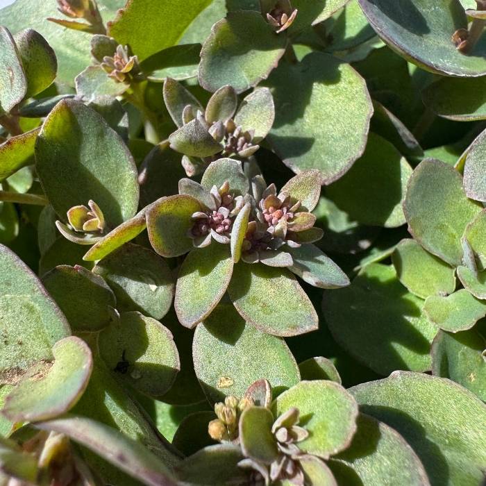 Stenurt, Sedum X ´Coraljade´ - 13 cm Potte